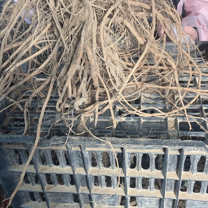 完全开放牡丹花一物一拍