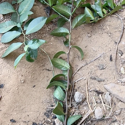 啥**琪三个无根分枝叶仙