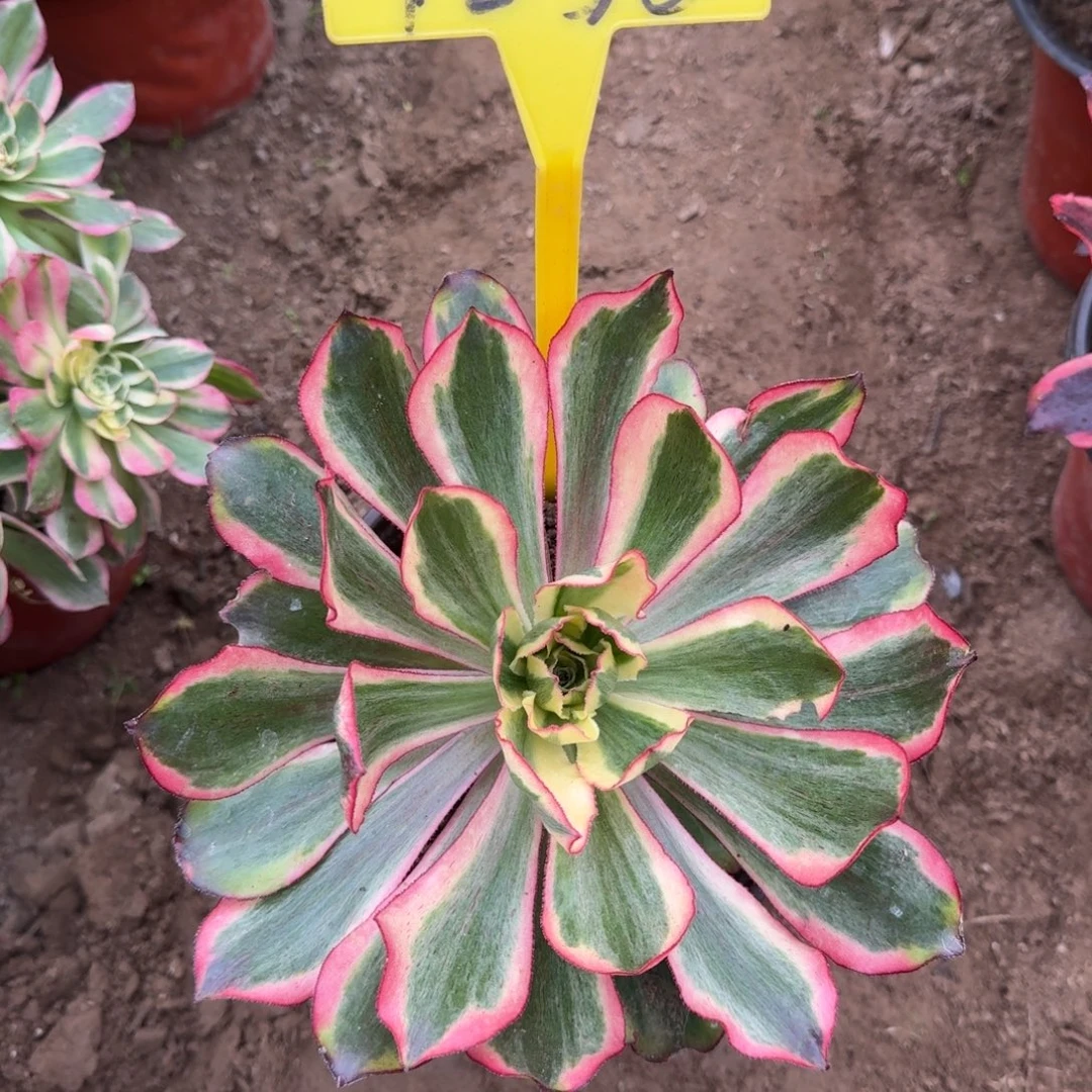 4258---魅影多头多头