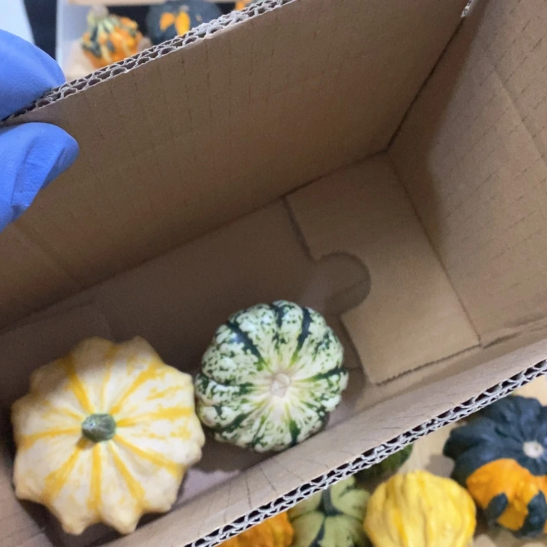 【闪购商品】2*.墨西哥七彩葫芦青皮葫芦