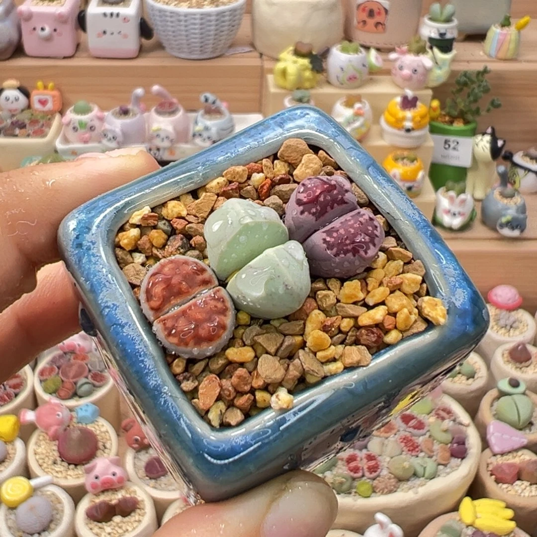 多肉植物55号彩色