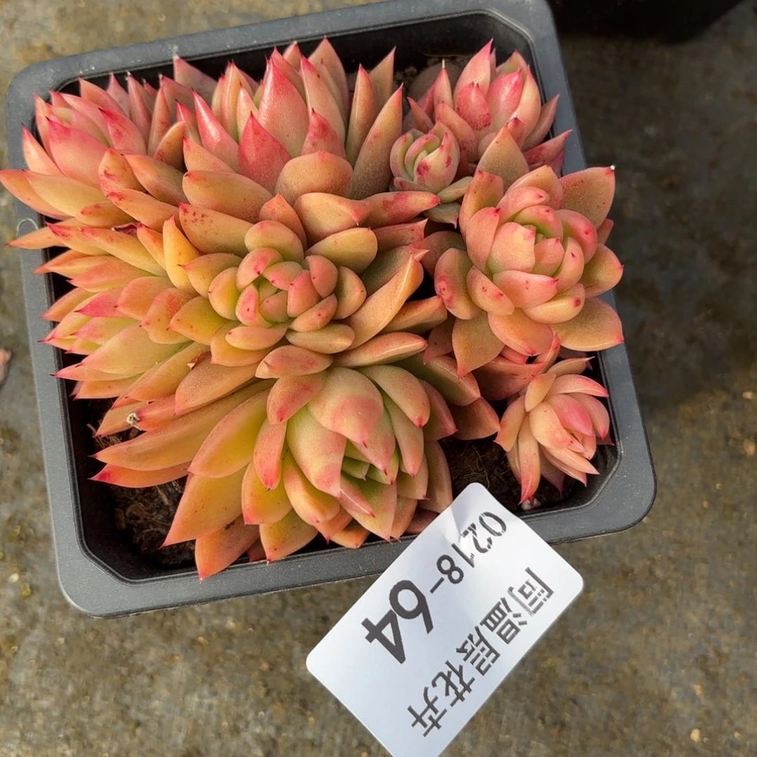 同温层多肉64东云