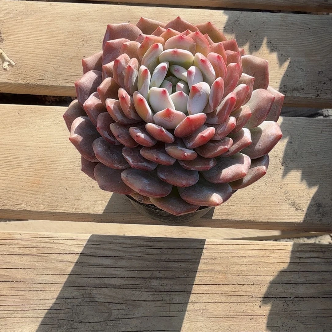 星星橙到头多肉植物