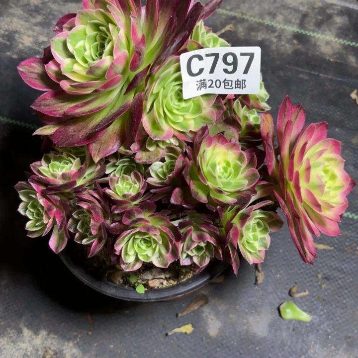 瑞妈一物一拍797不包断枝