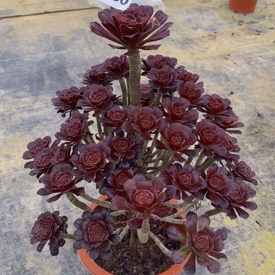 成***何晚霞多肉植物760000