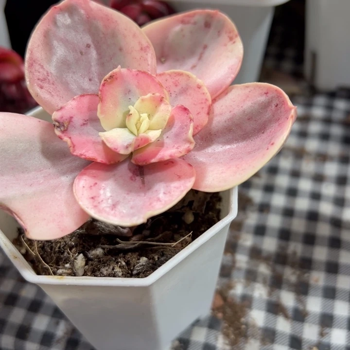 秀妍锦多肉植物量
