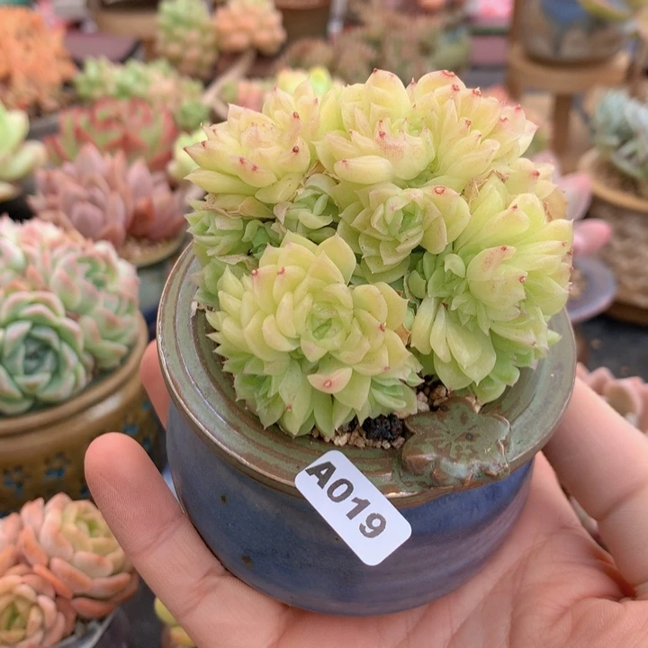 涂**姐一物一拍含盆土满38包邮A019