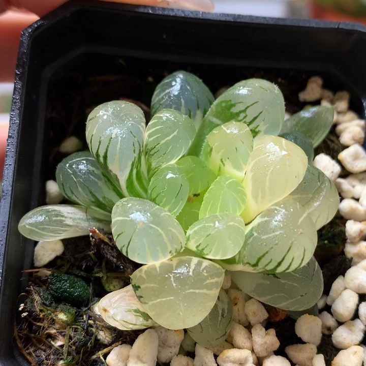 冰灯玉露锦带盆土发货