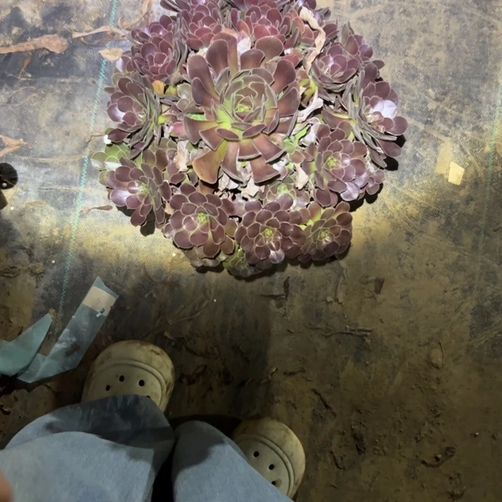 不包段枝法师链接97