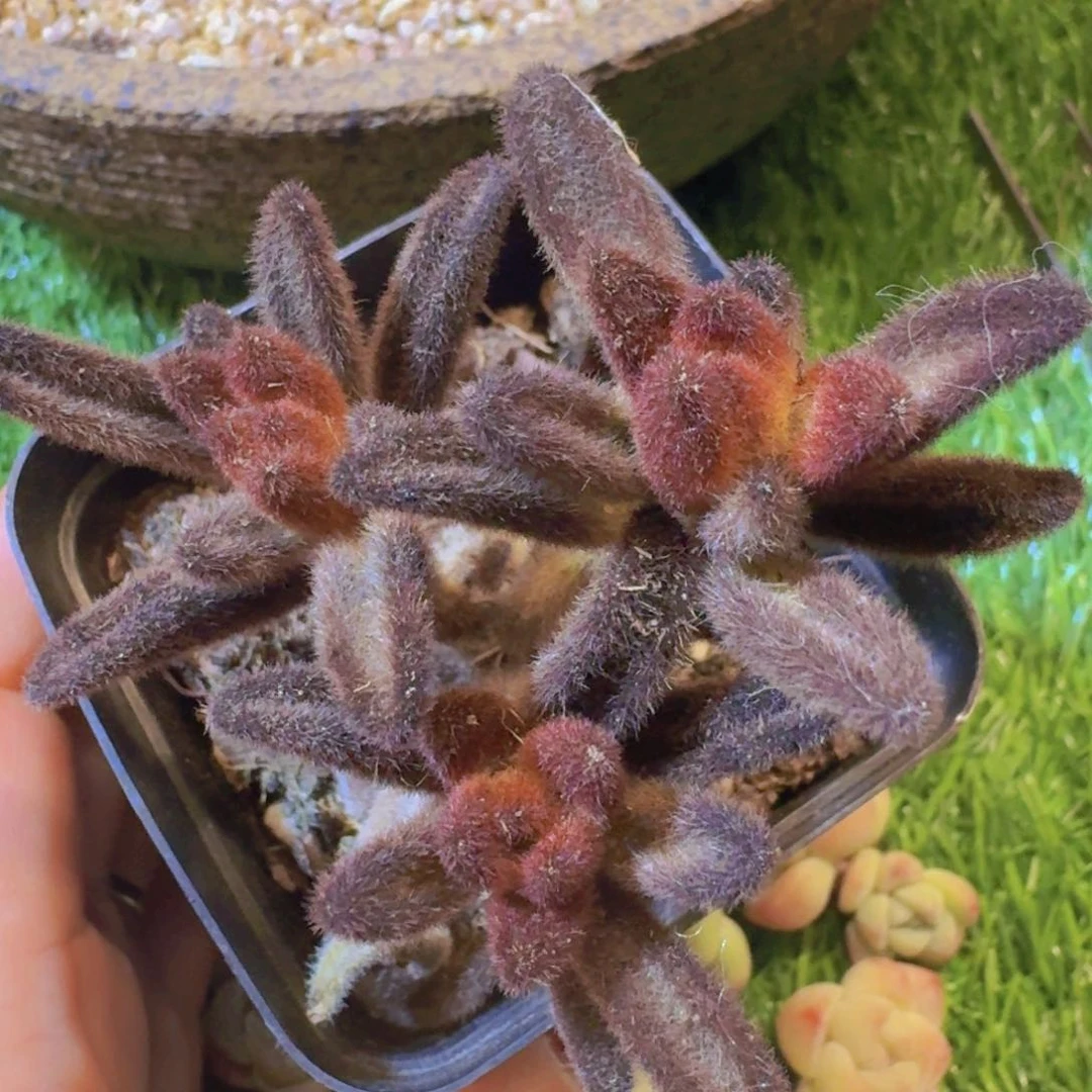 猜*孙悟空多肉一物一拍