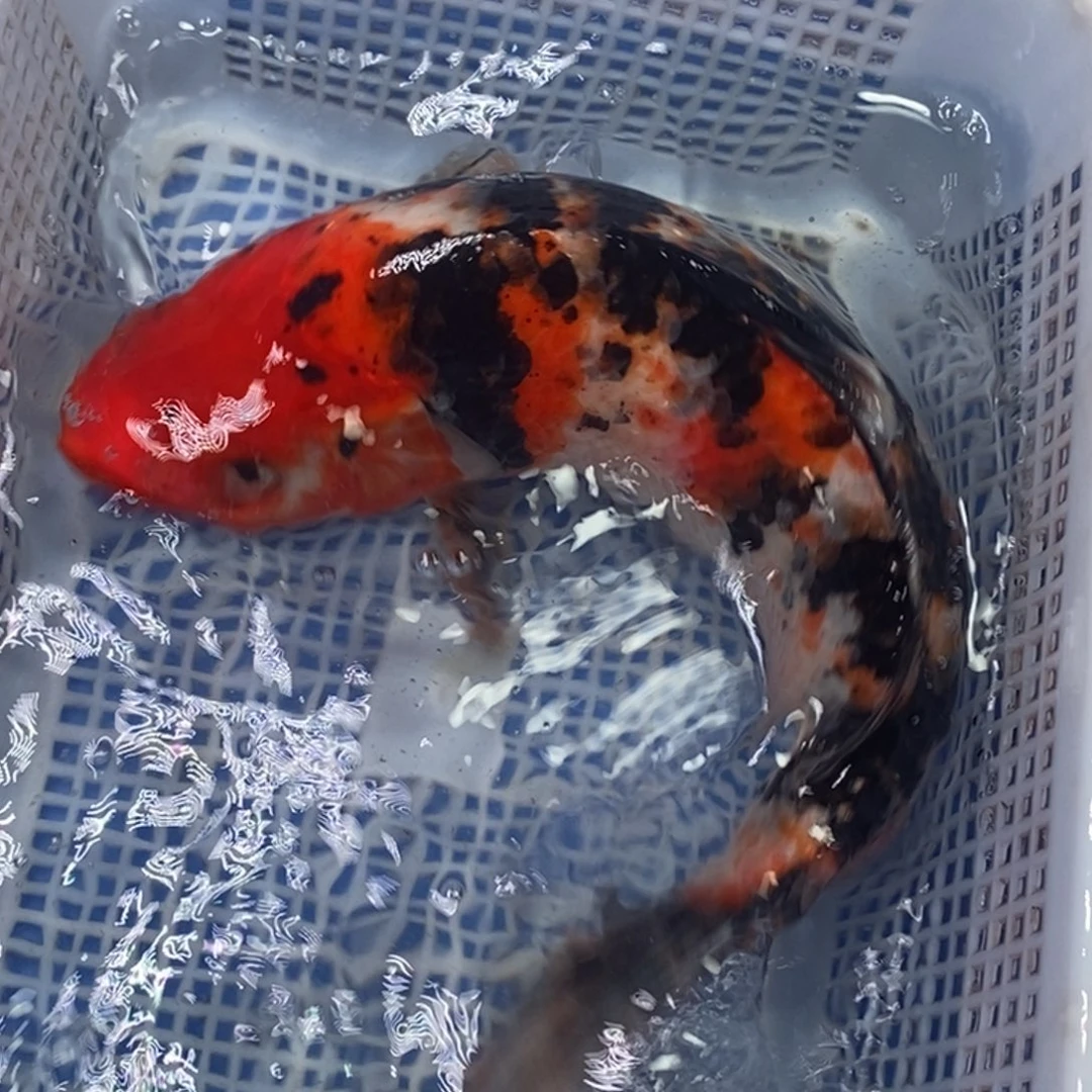 锦鲤冷水锦鲤包邮