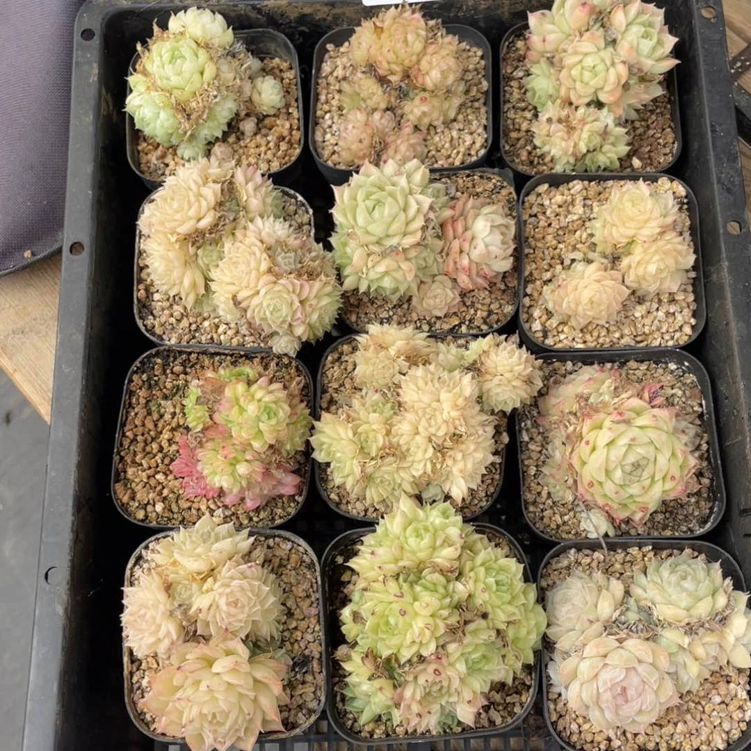 多肉植物十二个精品组191