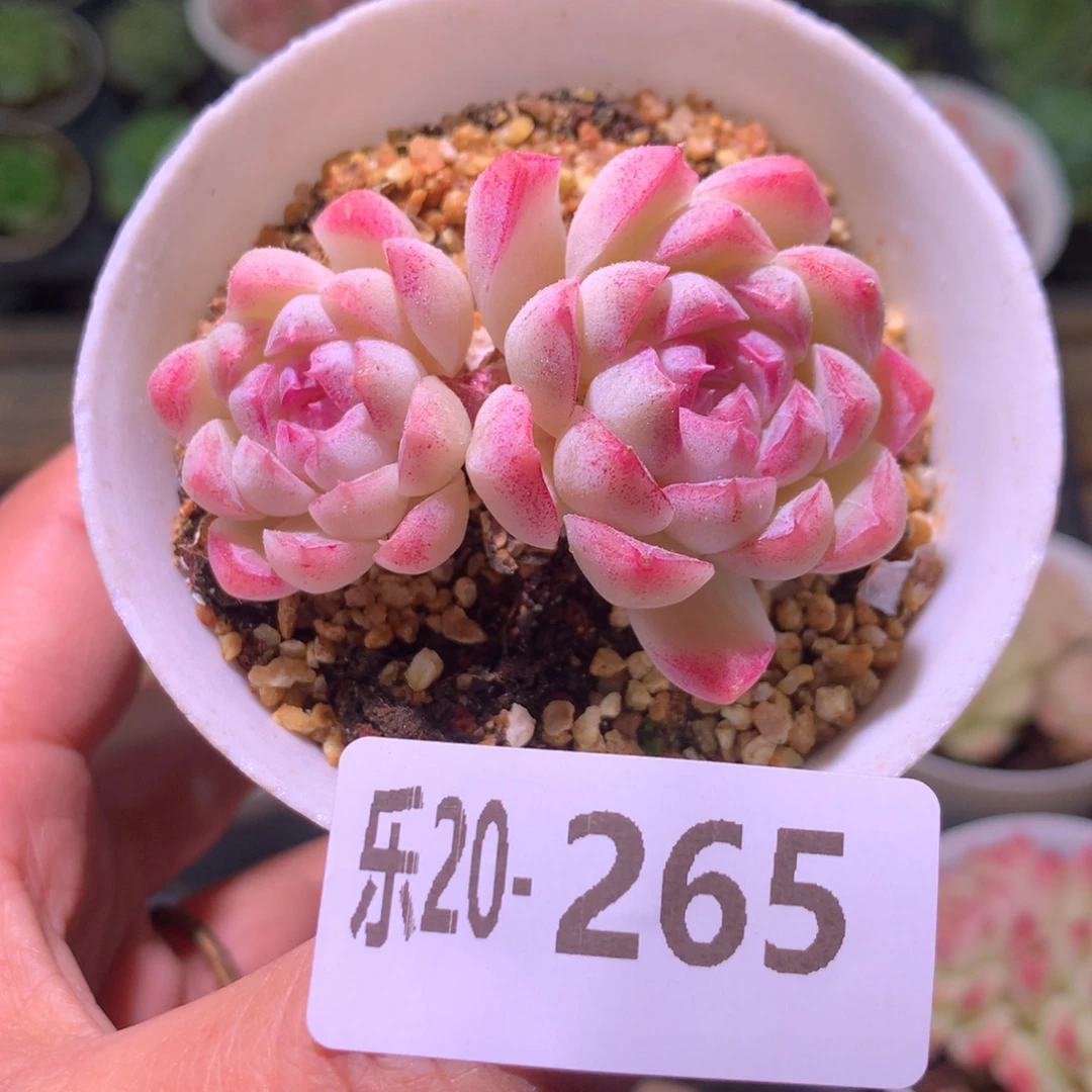 乐然20-265 女王玫瑰