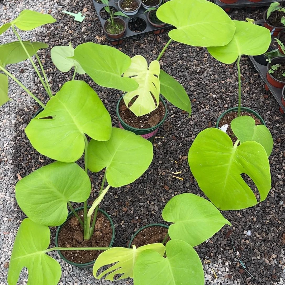 完全开放三黄随机发货不售后