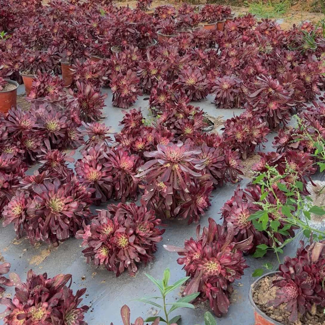 白月光9.9多肉植物