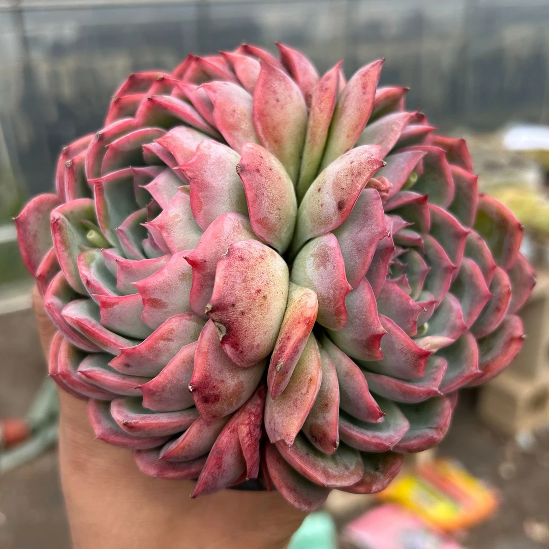 120杯侧影单双混发带盆土 多肉植物室内绿植净化空气