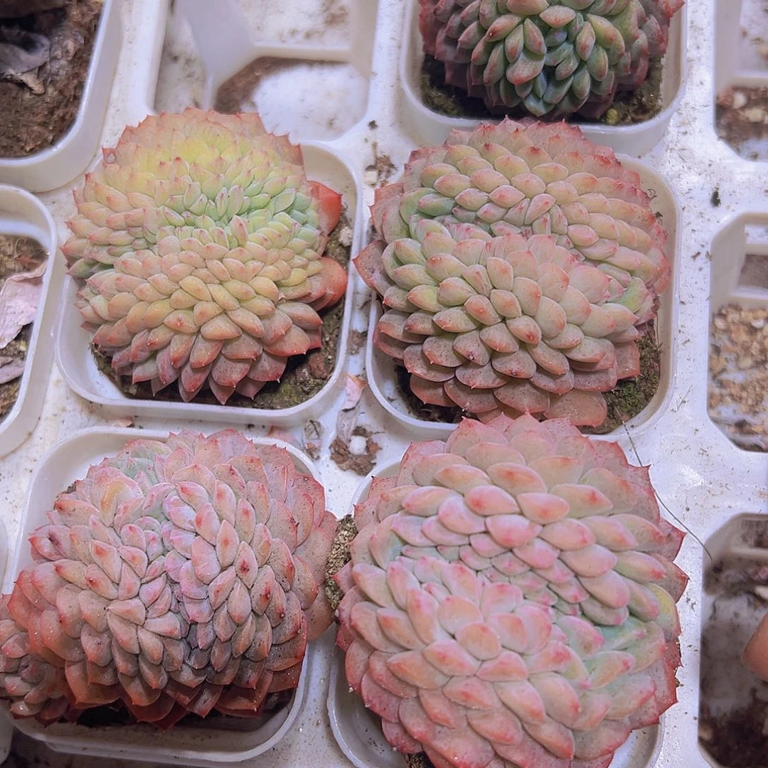 甘露缀化多肉植物