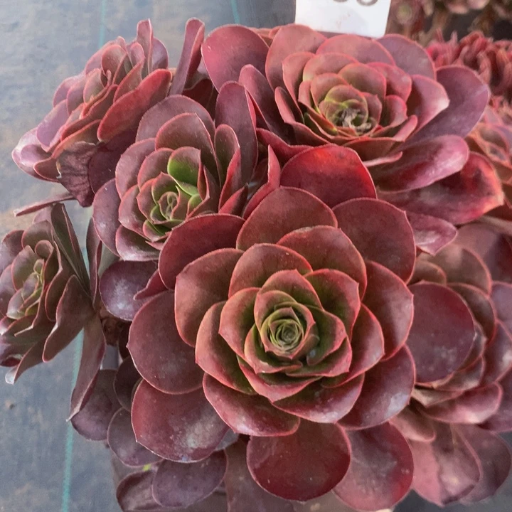 735玫瑰多多肉植物