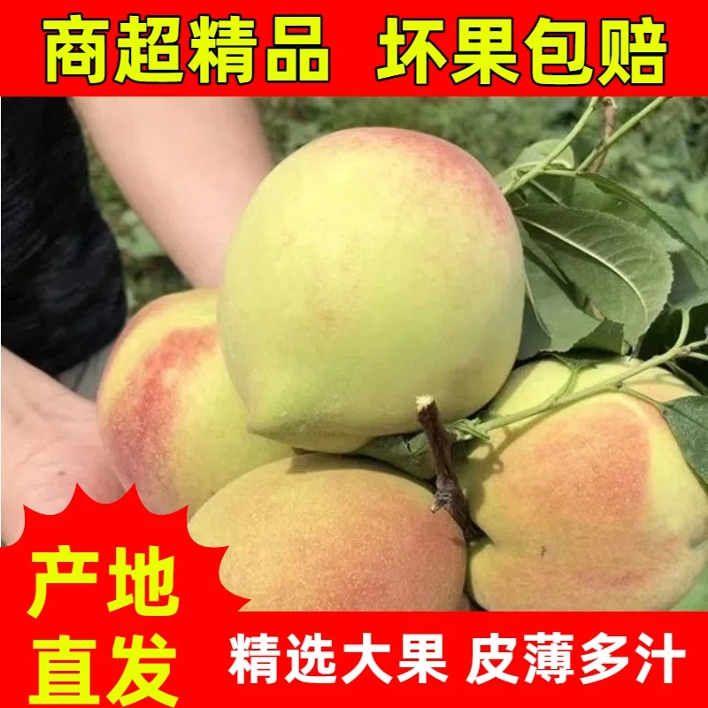 巴东本地毛桃百花桃京东包邮
