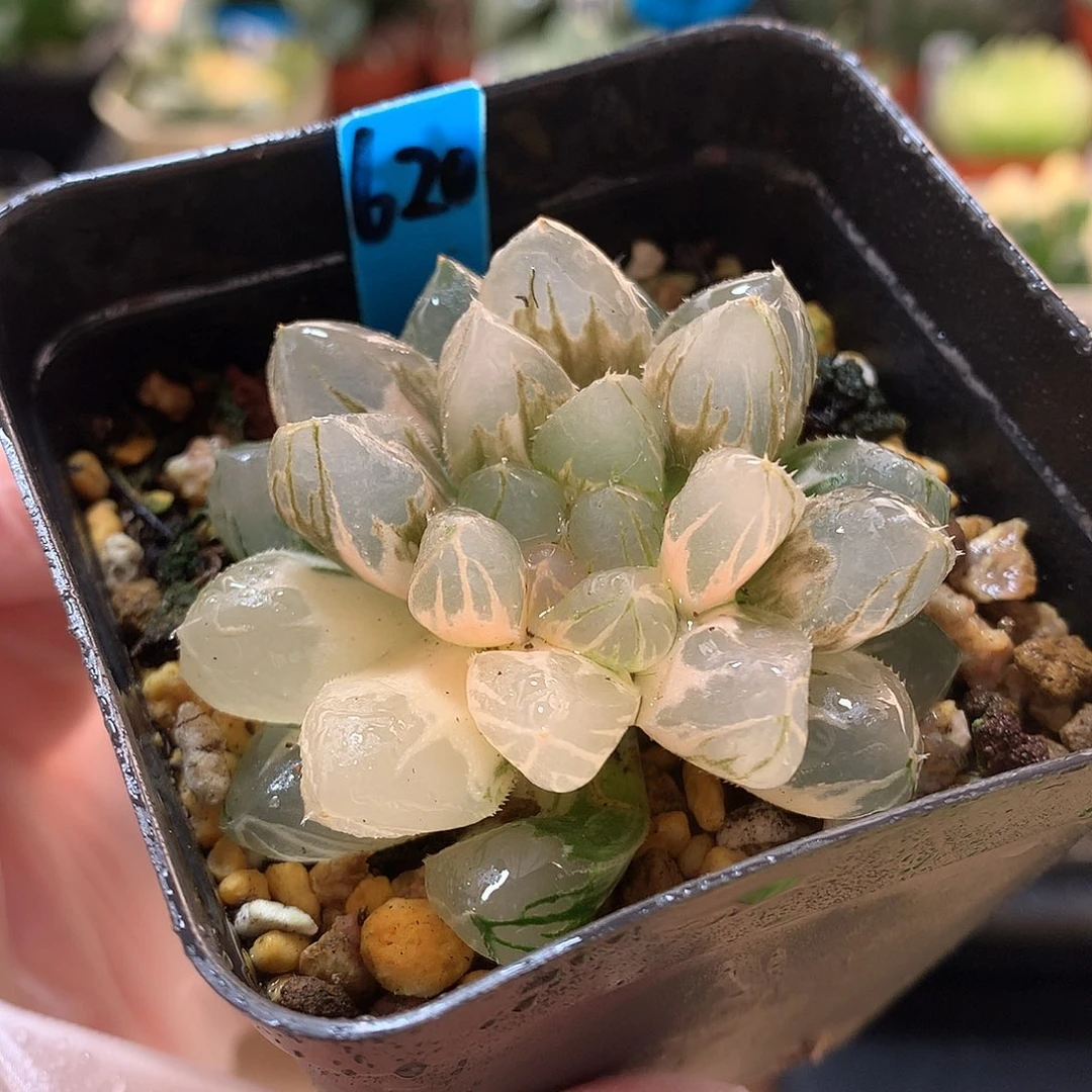 620号龙爪玉露锦带盆土