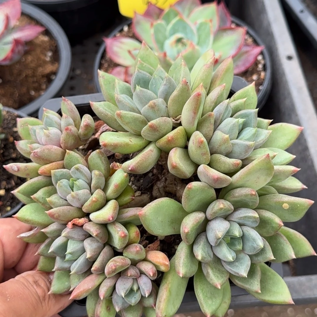 红象牙惊鸿一物一拍包装收缩花旱