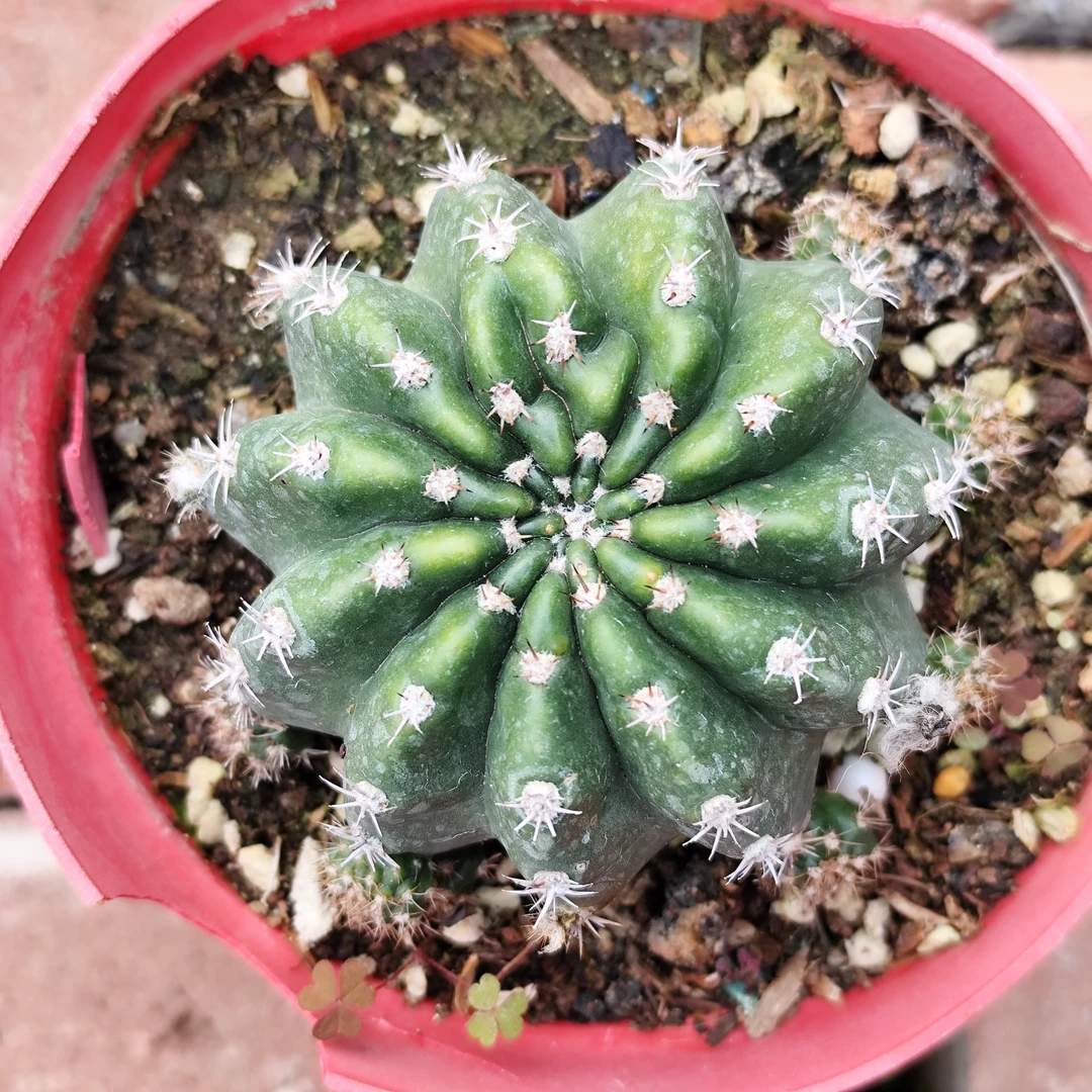 红婵丽花仙人球直径5-6公分左右一物一拍