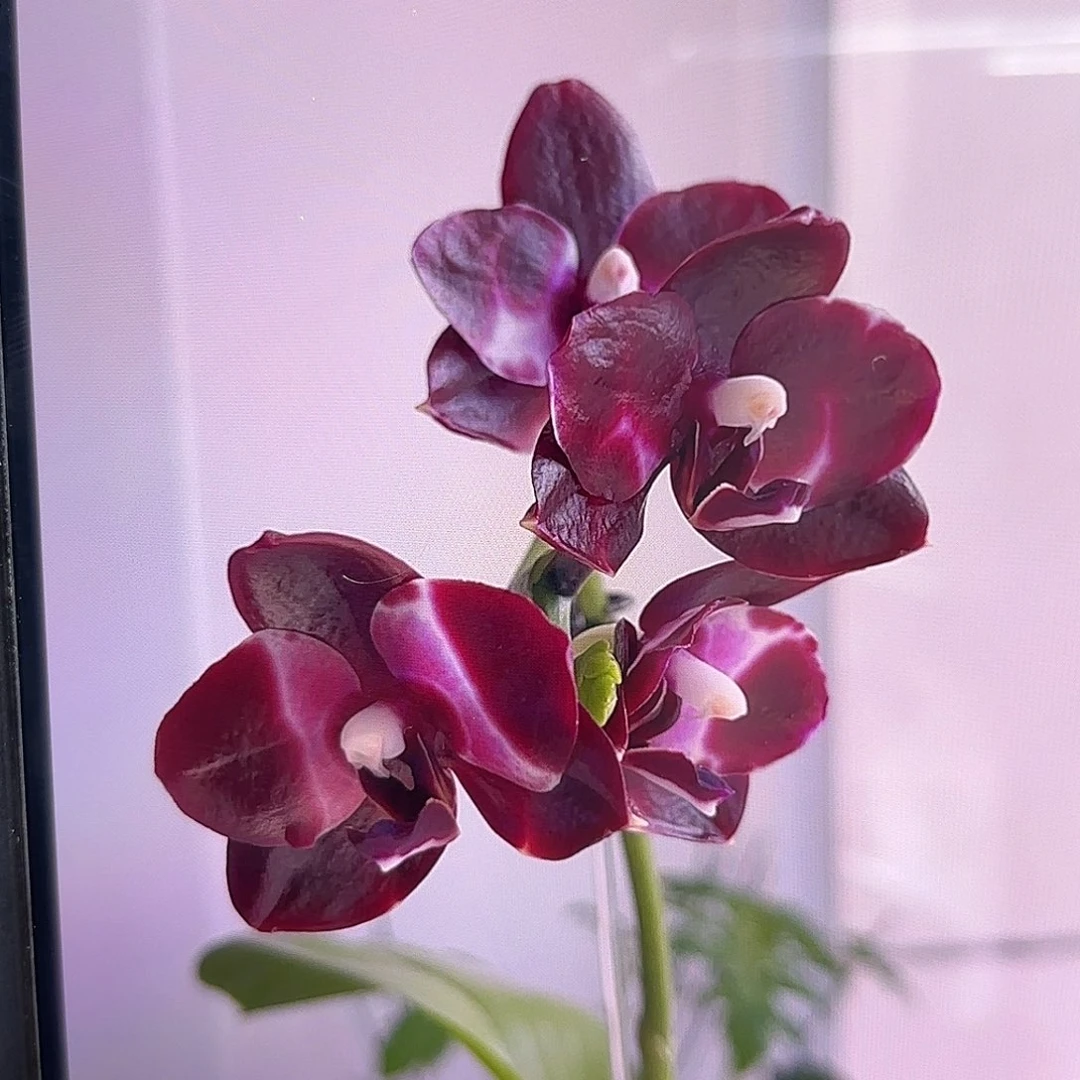 当前无花栽培后可以开花弥陀反射黑虎