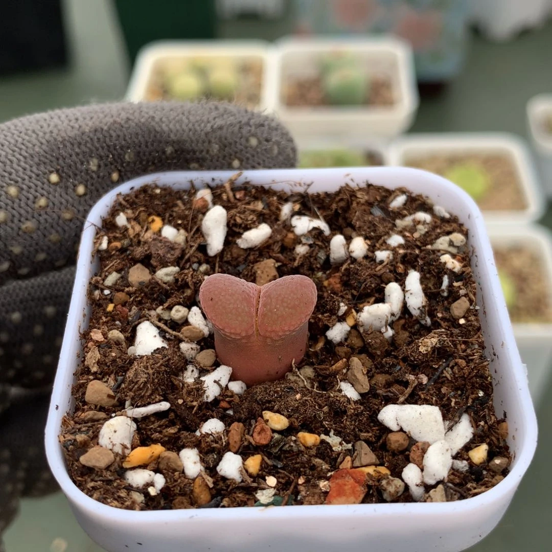 a743风铃母本一颗