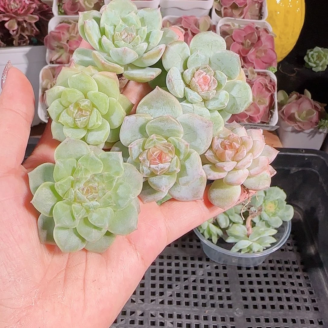 0718-：-55糖心珍妮