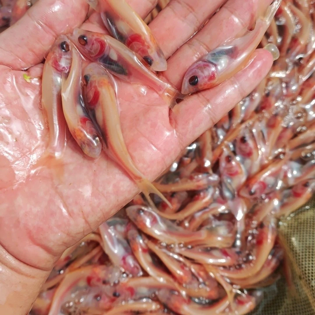 红眼赤目金色大头鱼淡水观赏鱼招财净水适合水族鱼塘养殖