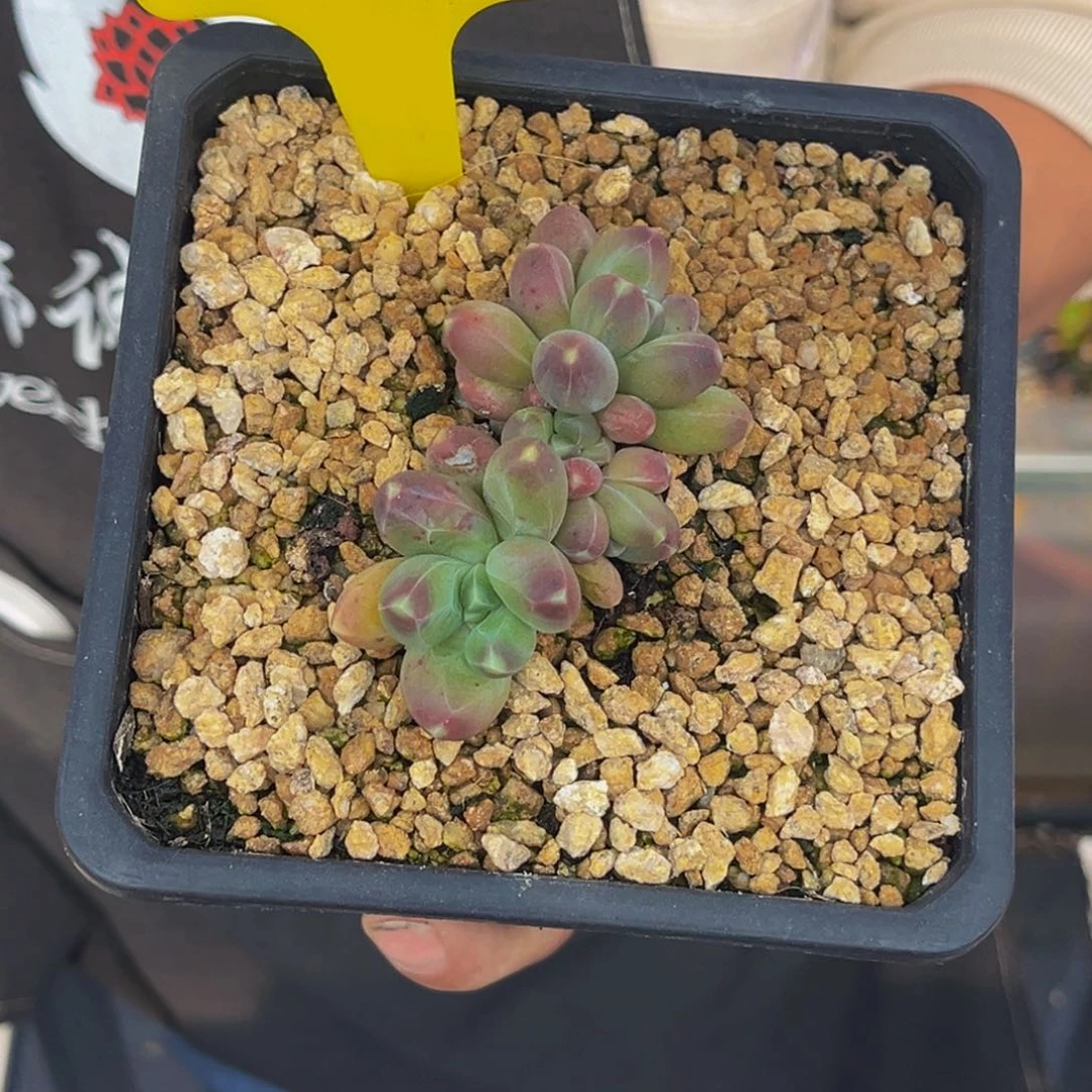 0348号上午多肉植物群生多肉