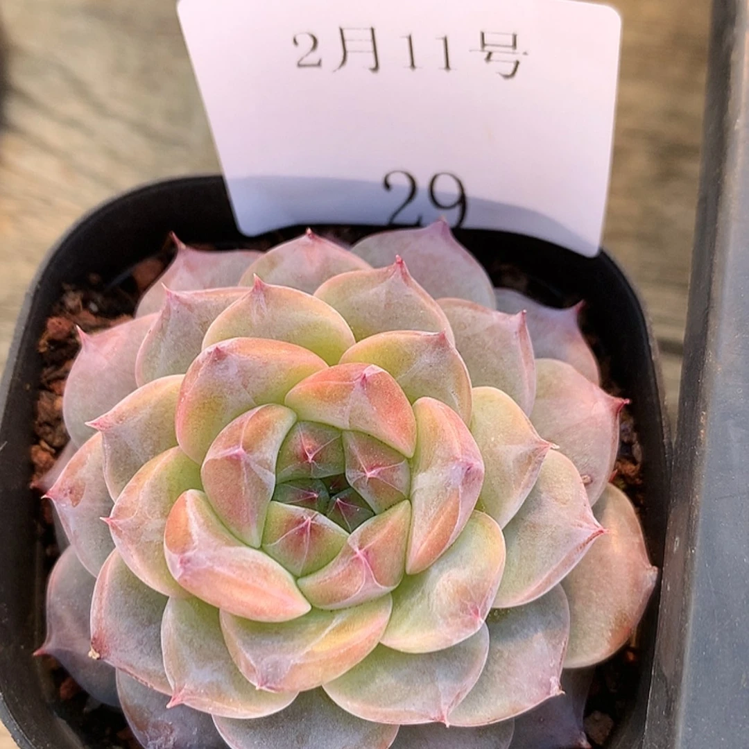 【闪购商品】云29号