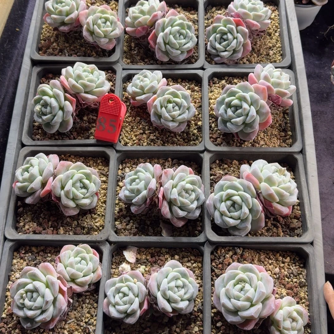 冰玉双头12颗脱土发83