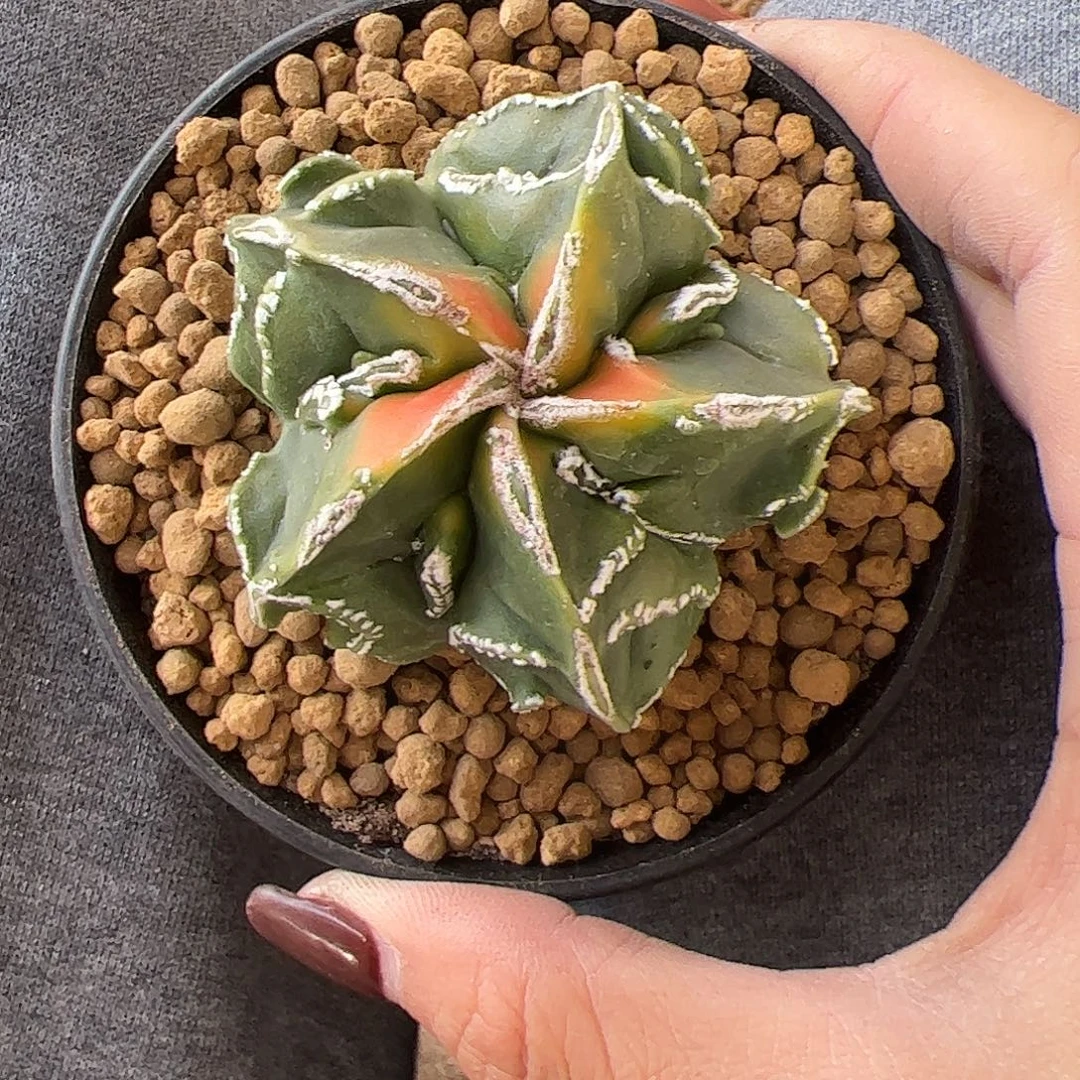 系****实生鸾凤玉锦一物一拍