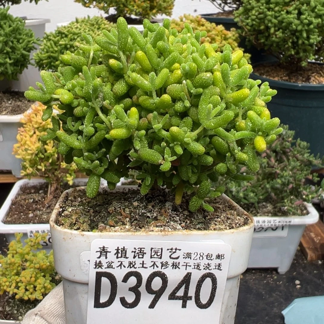 d3940金桔糖球枝干福利