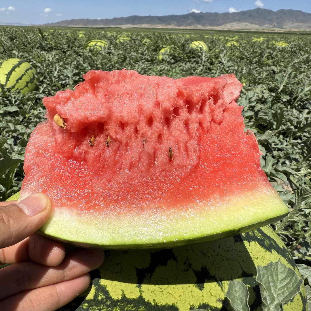 【石头硒砂瓜】甘肃靖远应季新鲜采摘源头产地