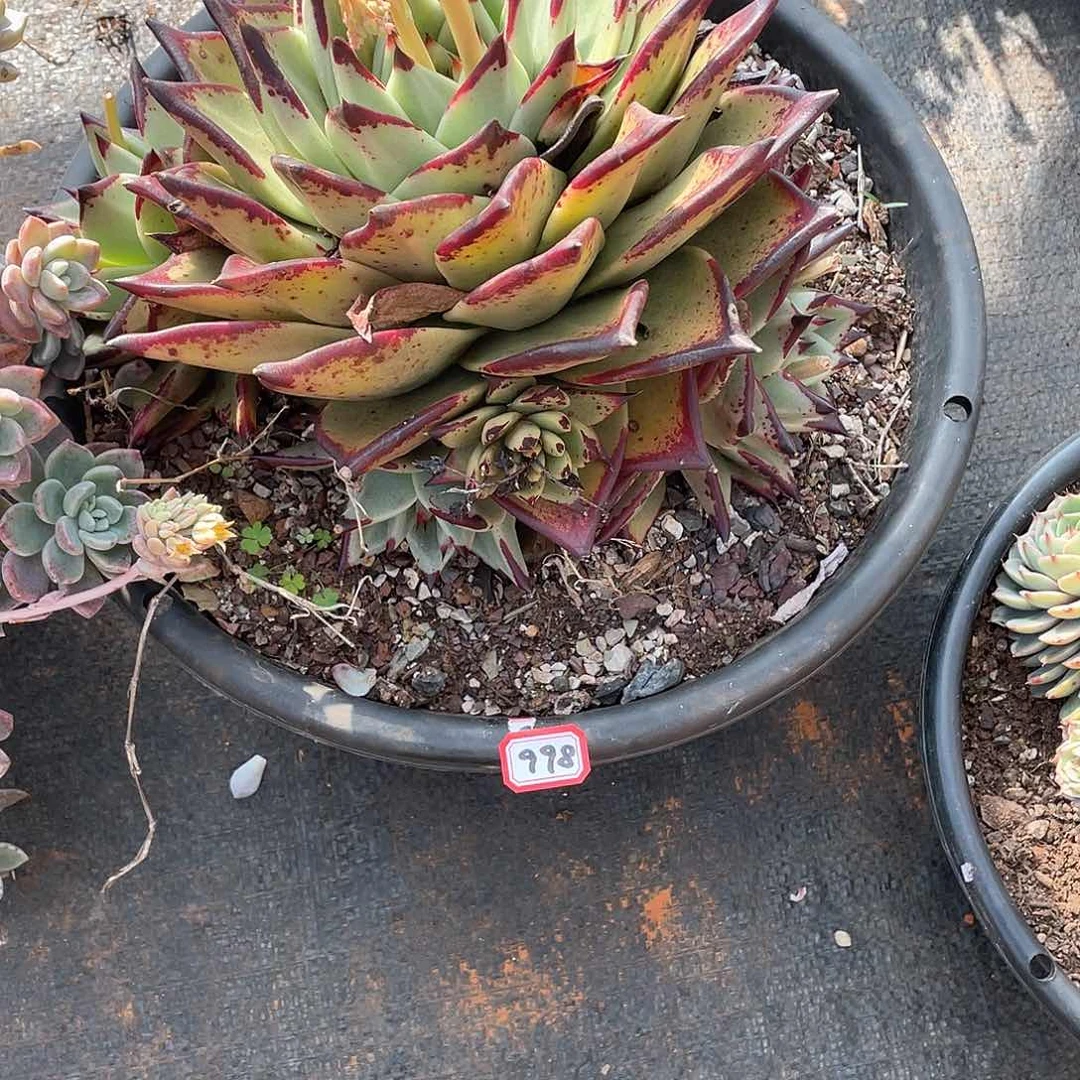 998乌木一物一拍多肉