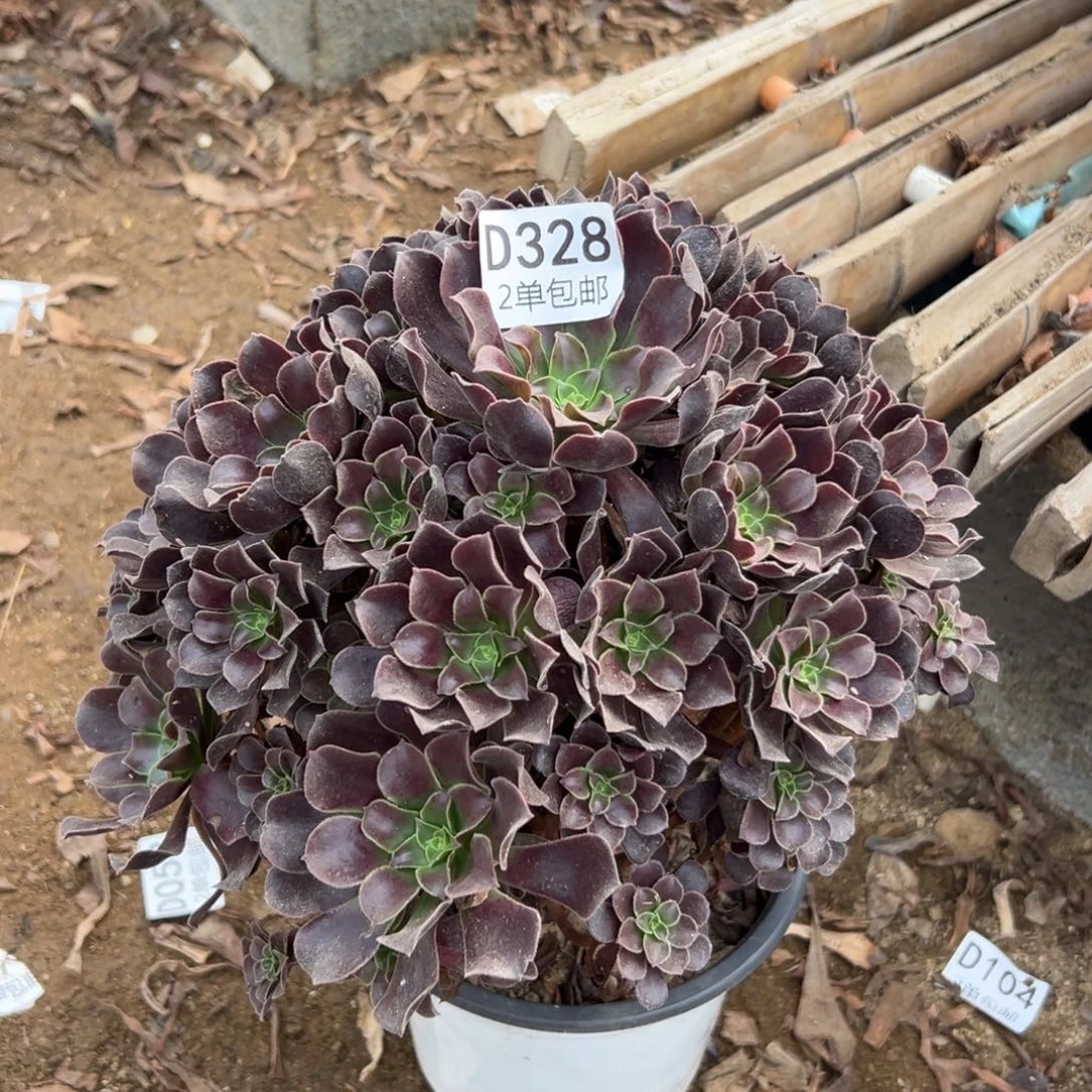 328多肉   欧紫不包断头