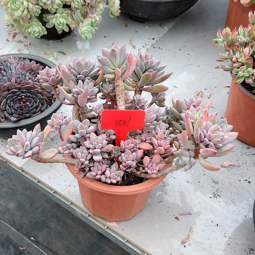 金***影1501胭脂美人多肉植物