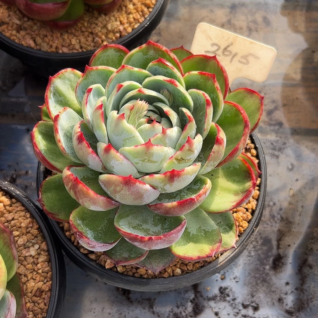 掩***生惊鸿仙子一物一拍2615号