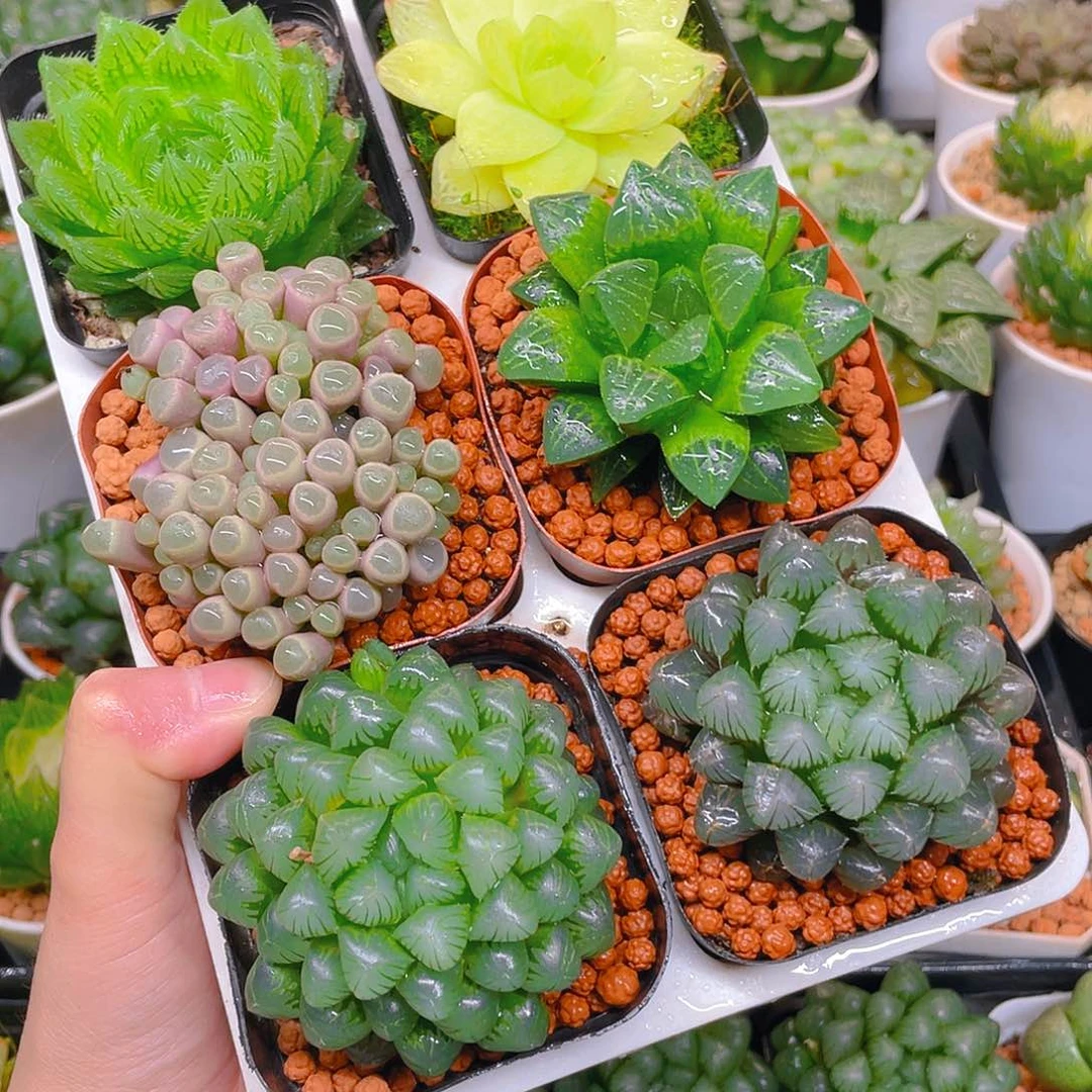 玉露六件套多肉，不带托架