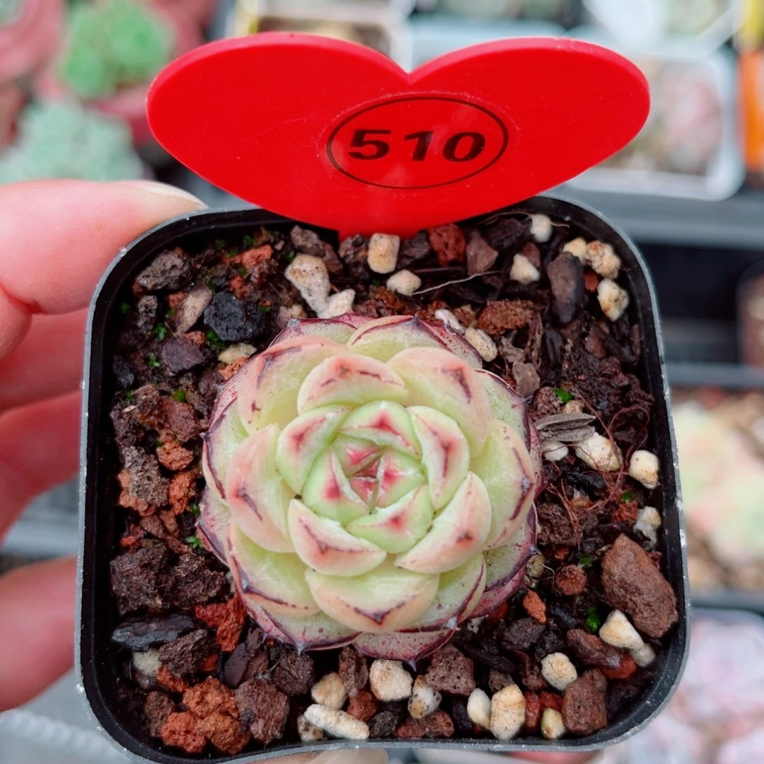 风靡园艺新品珍妮单头