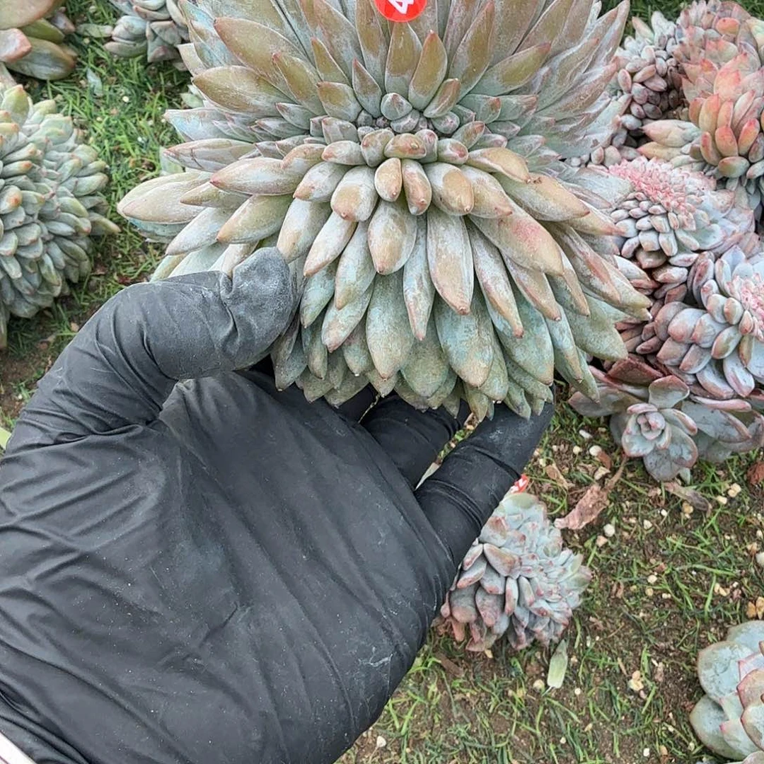 鲨鱼嘴星影缀化呀呀