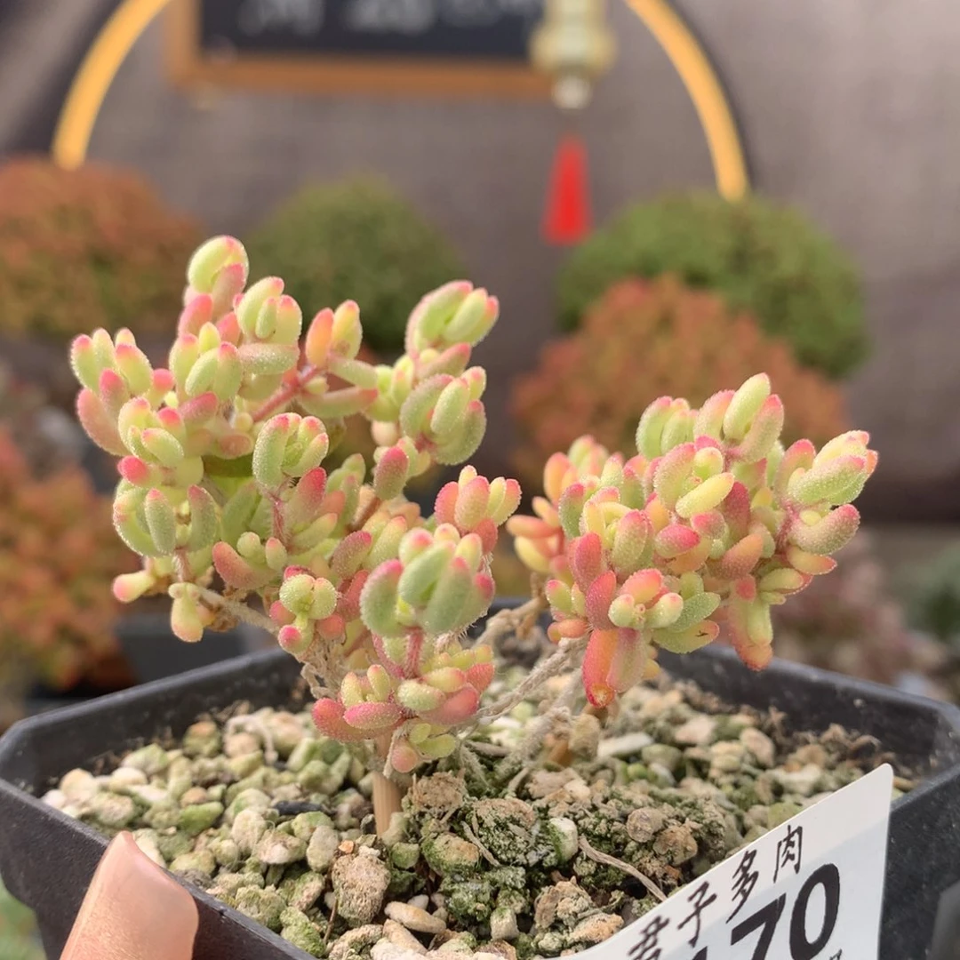 c170红宝石锦枝干番杏