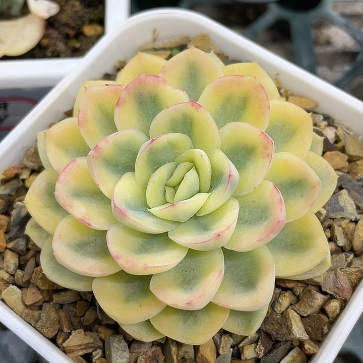 钥橙锦。锦龙一物一拍