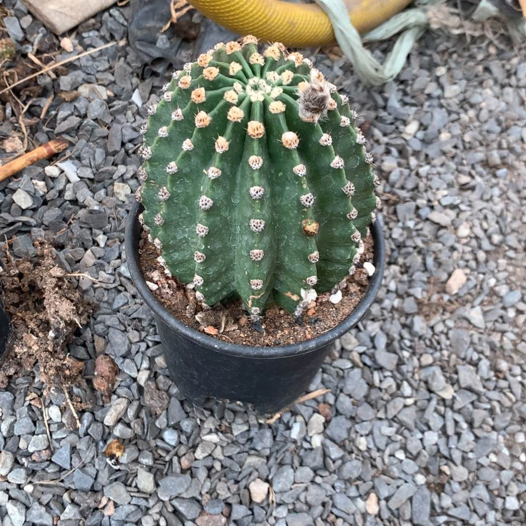 否**来1005马丙！！！！！