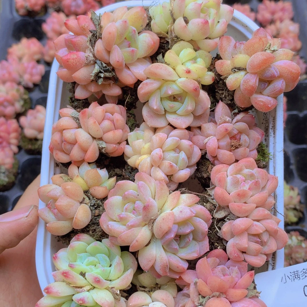 我要去看你了啊我061
