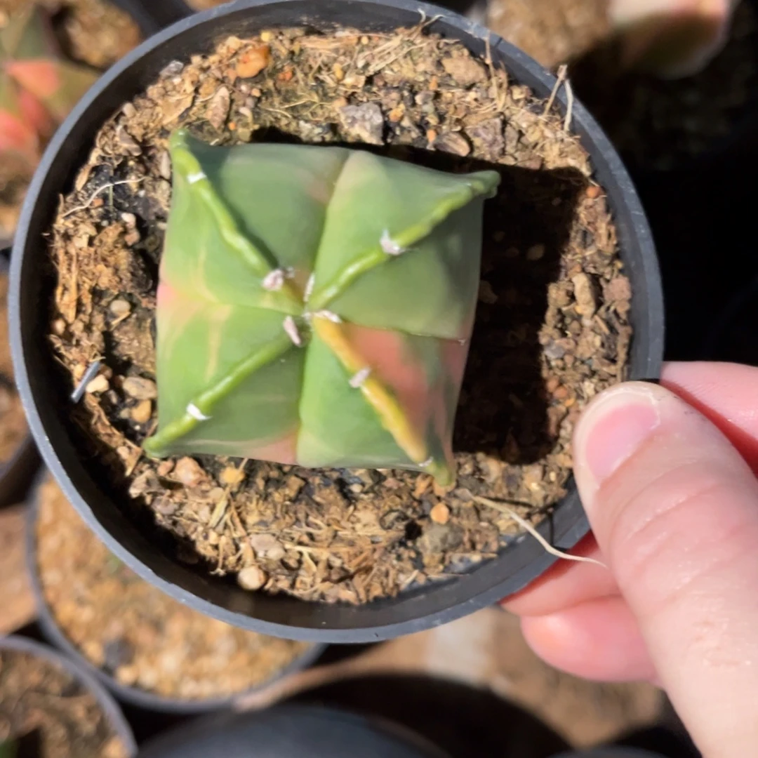 实生兜球一物一拍