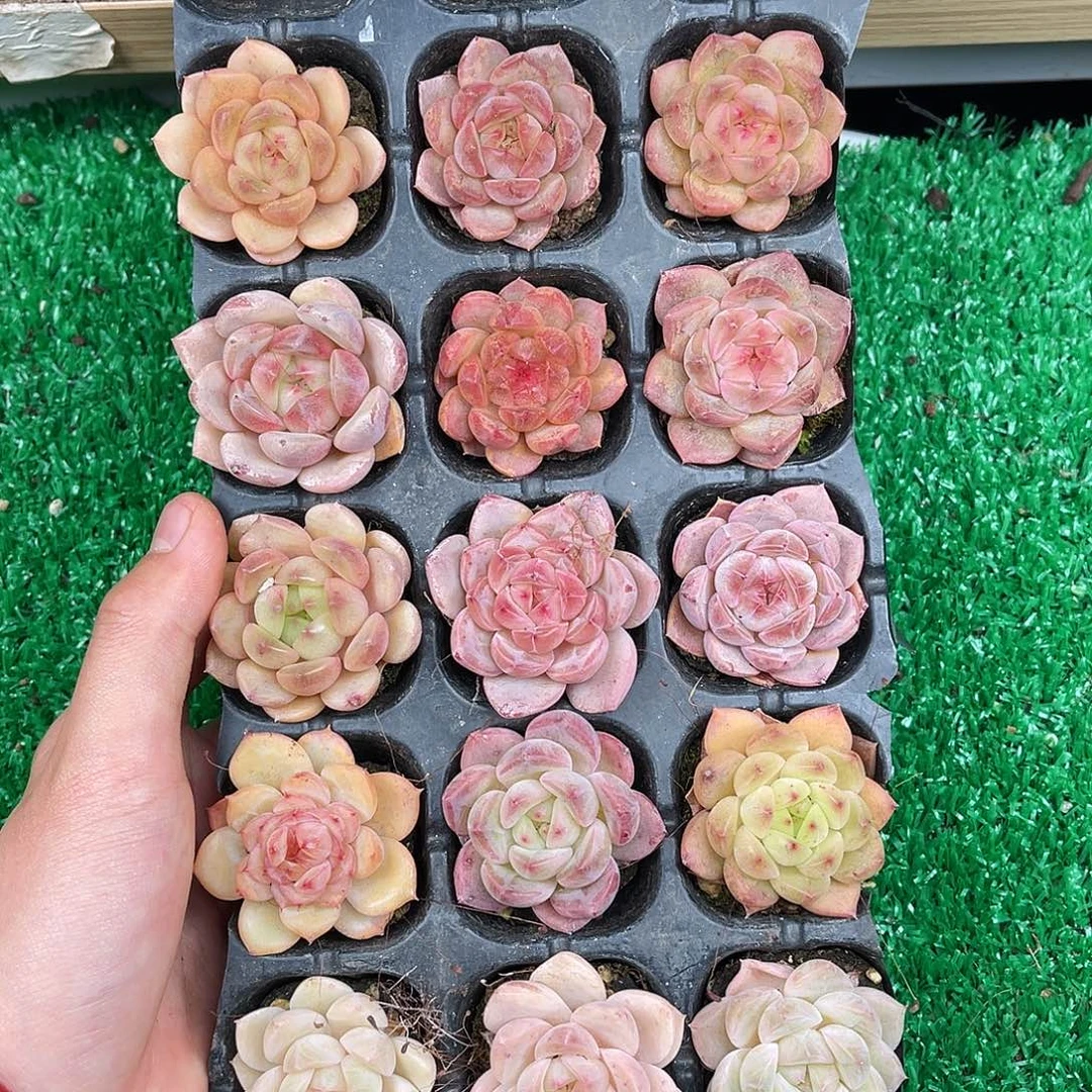 多肉一物一拍11-56