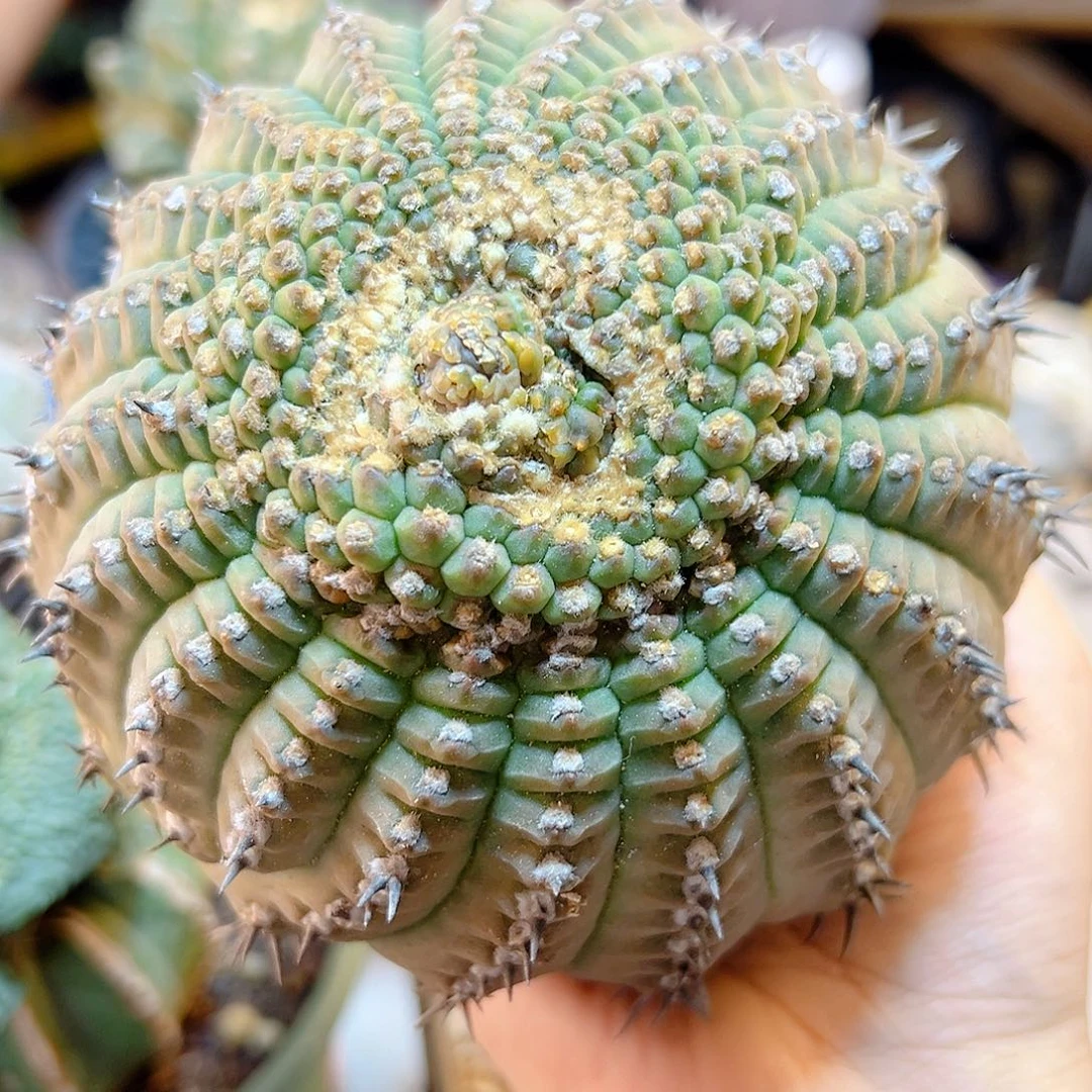 晚19号苗接圆盘黑刺凤头无根10.5公分